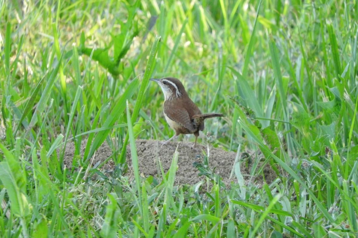 Carolina Wren - ML95392541