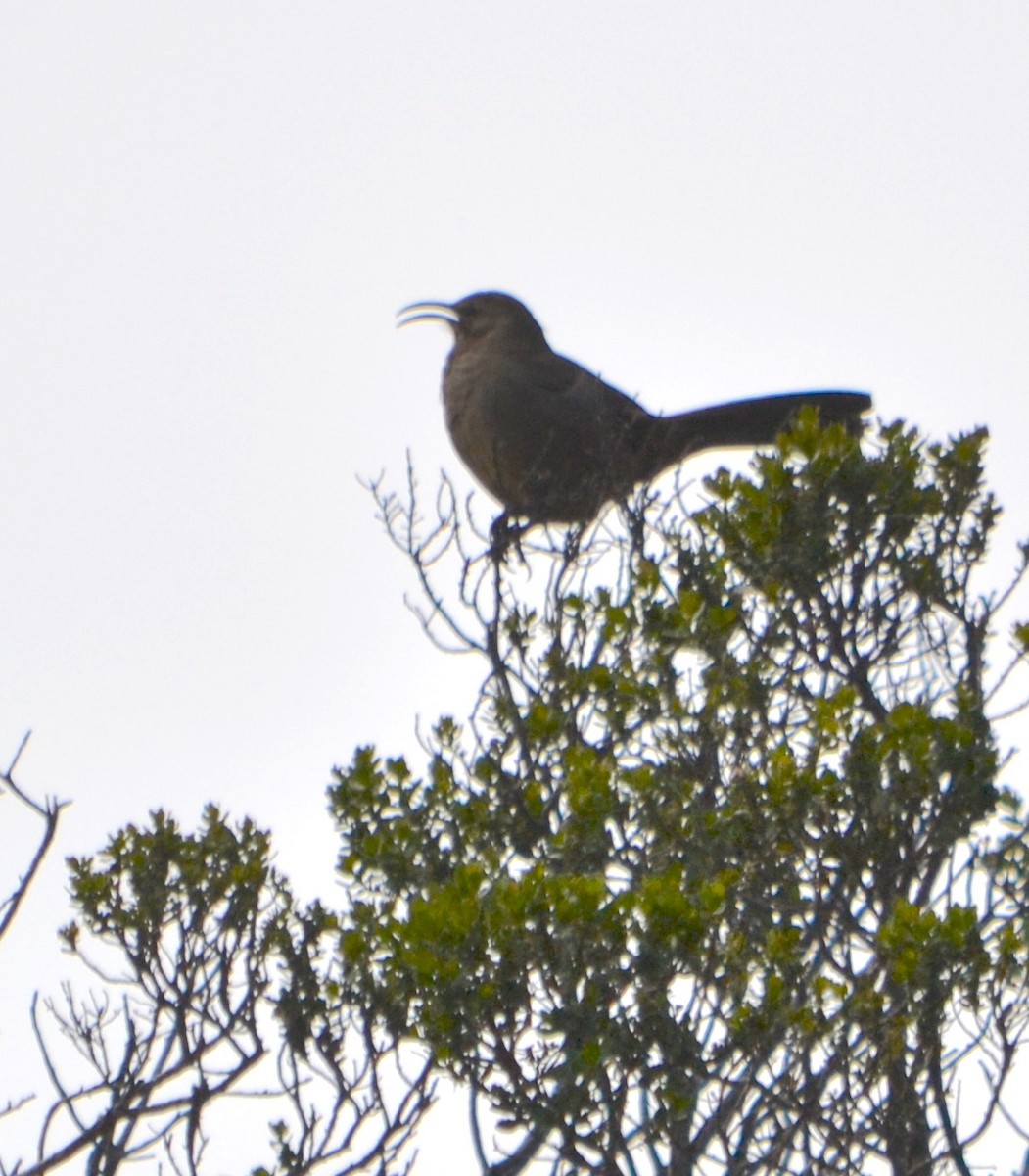 California Thrasher - ML95395471