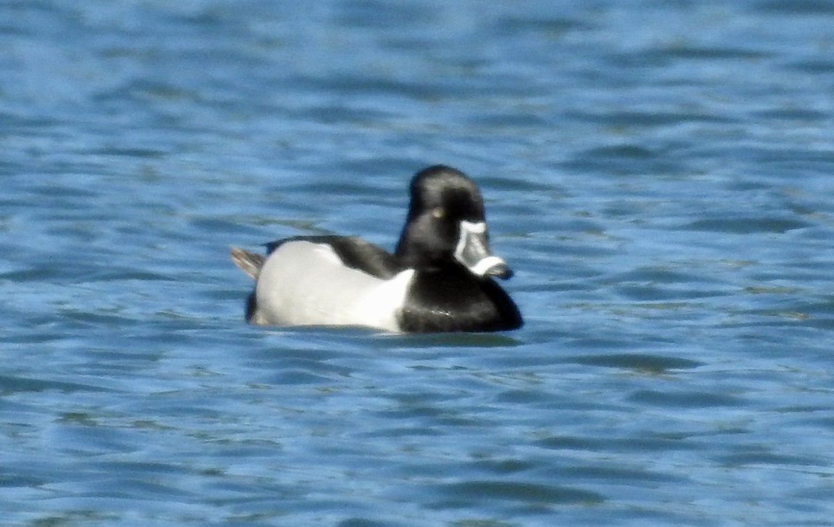 Ring-necked Duck - Jim Scott