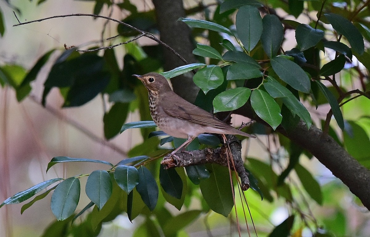 Swainson's Thrush - ML95397681