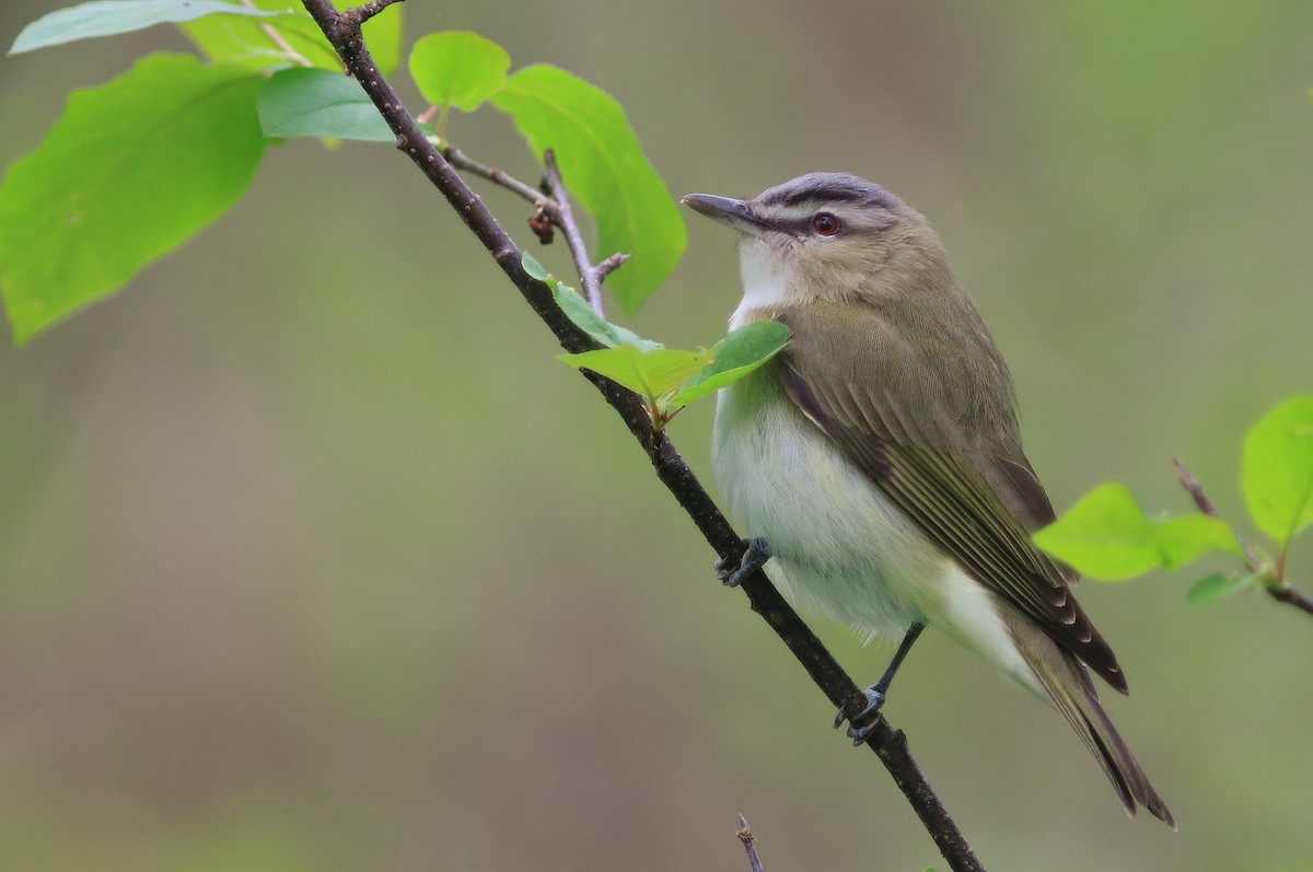 Red-eyed Vireo - Daniel J. Riley