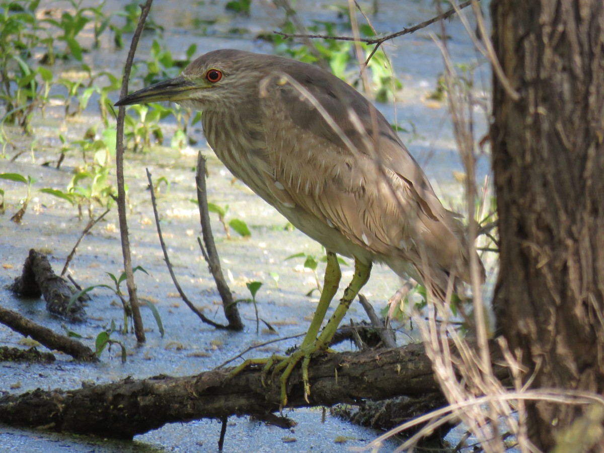 Black-crowned Night Heron - ML95398201