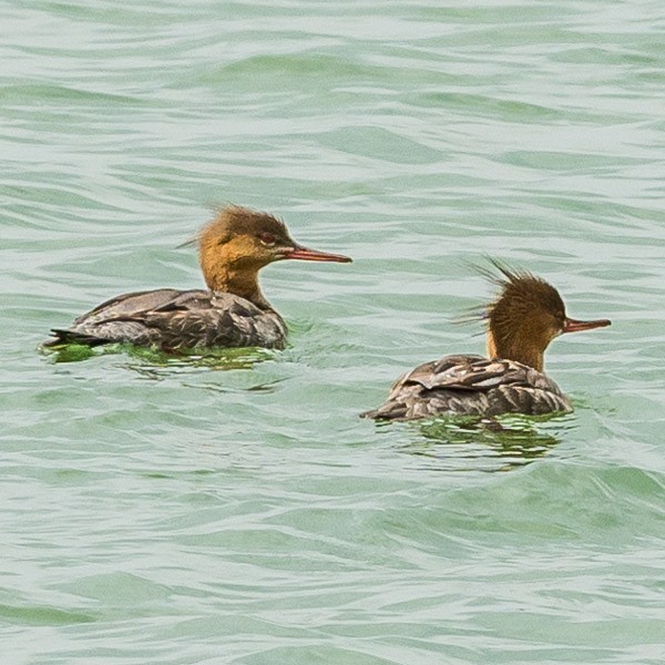 Red-breasted Merganser - ML95398251