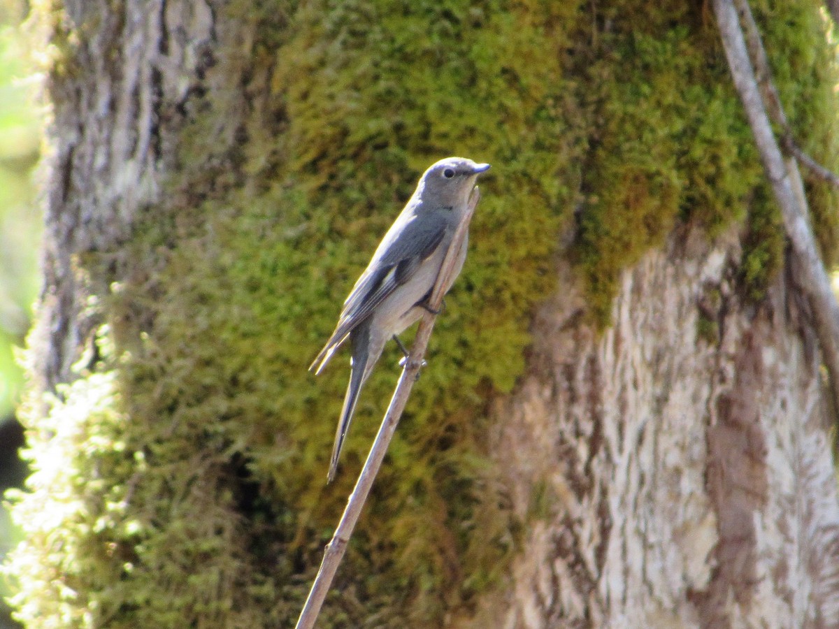 Townsend's Solitaire - ML95398491