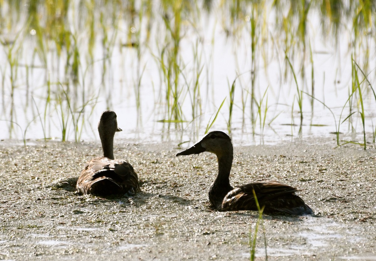 Mottled Duck (Florida) - Suzanne Zuckerman
