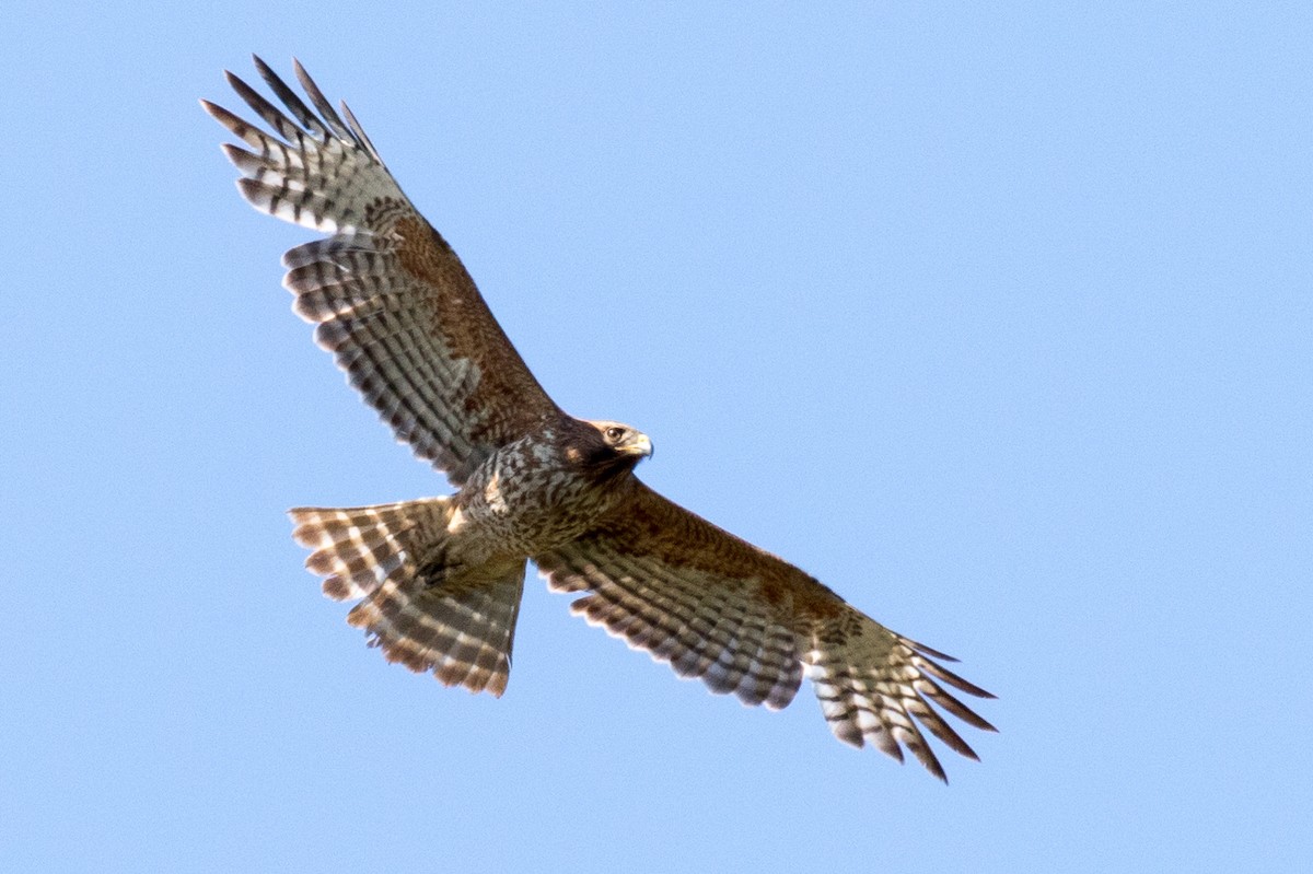 Rotschulterbussard - ML95398811