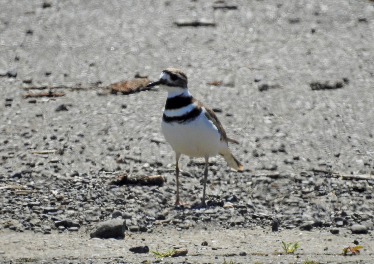 Killdeer - Jim Scott