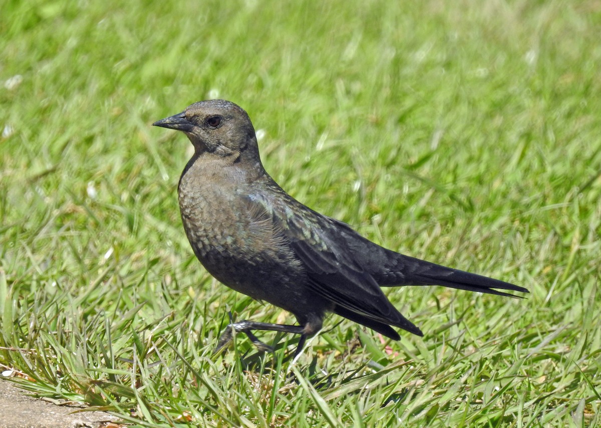 Brewer's Blackbird - ML95401081