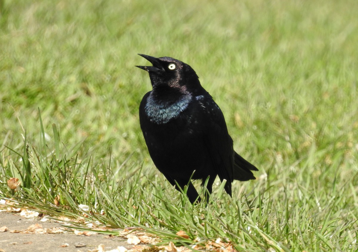 Brewer's Blackbird - Jim Scott