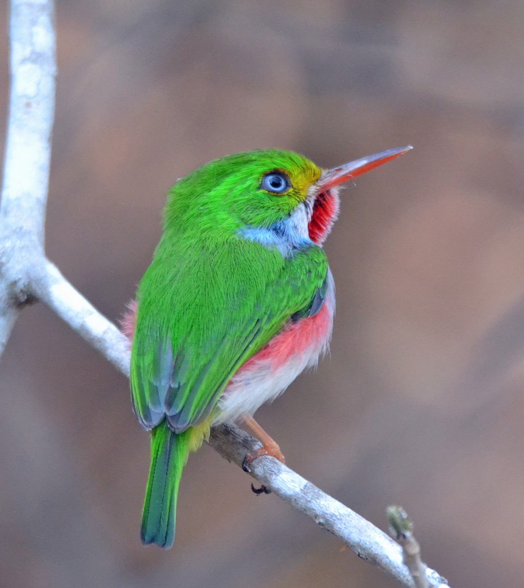 Cuban Tody - ML95401581