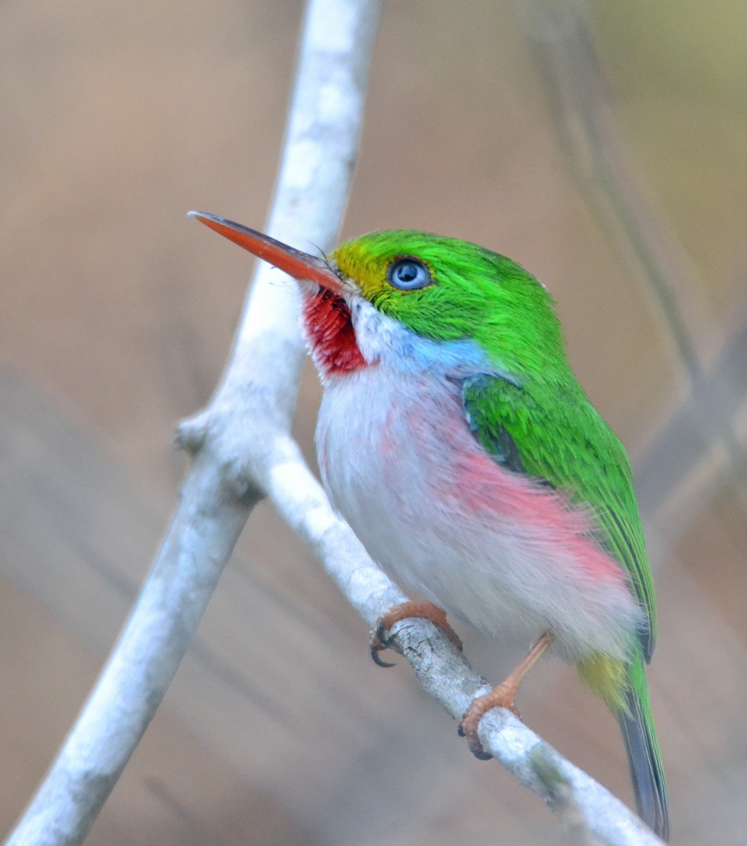 Cuban Tody - Michael J Good