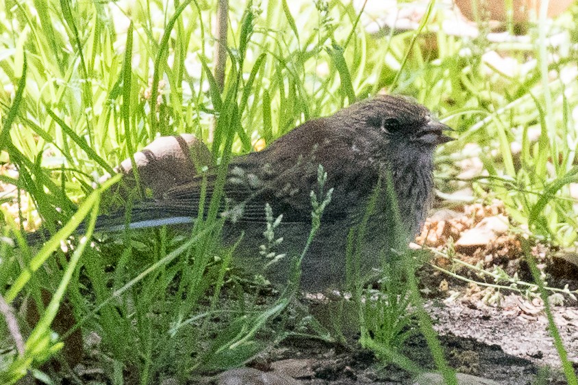 Dark-eyed Junco (Oregon) - ML95402241