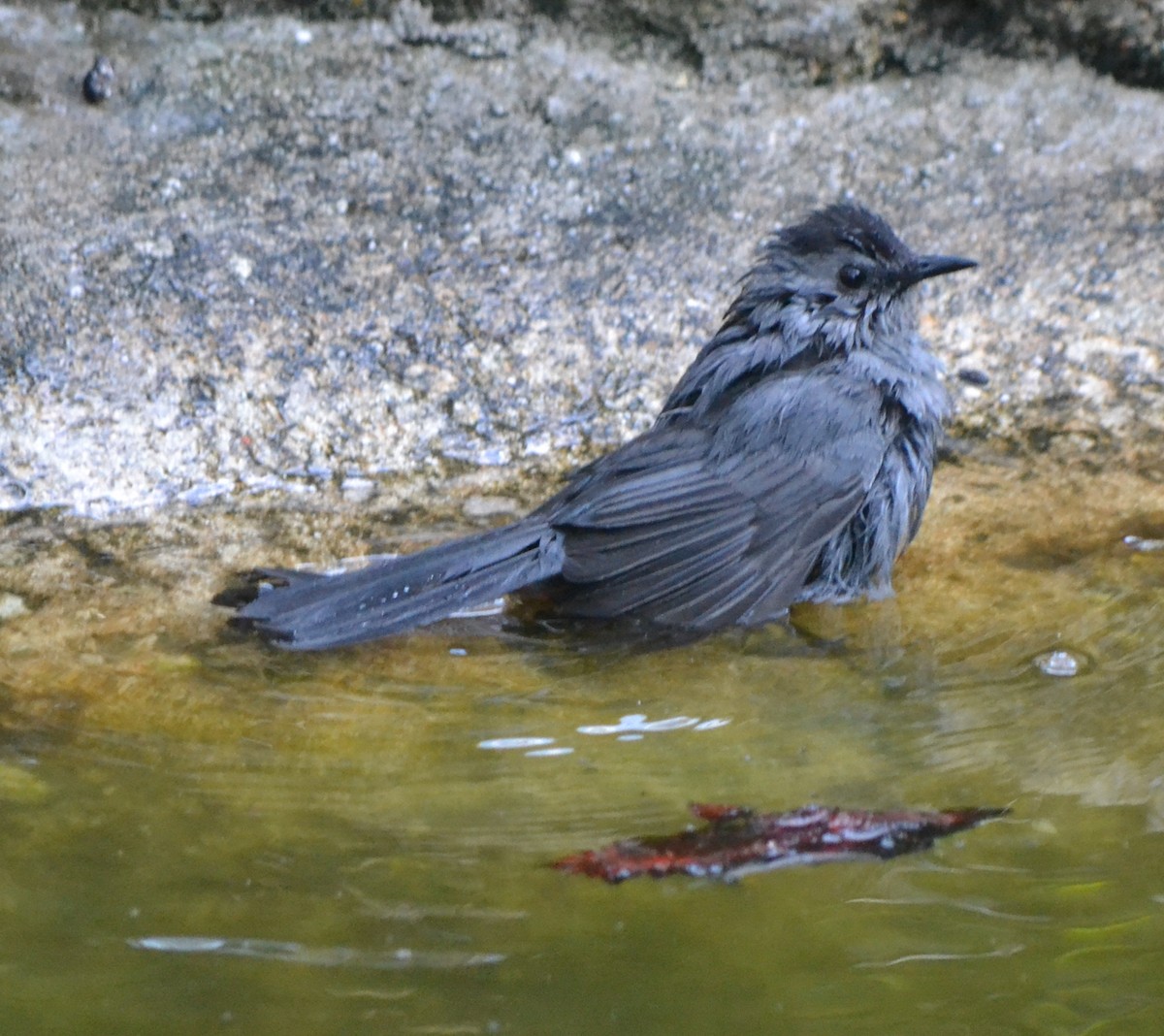 Gray Catbird - ML95402311