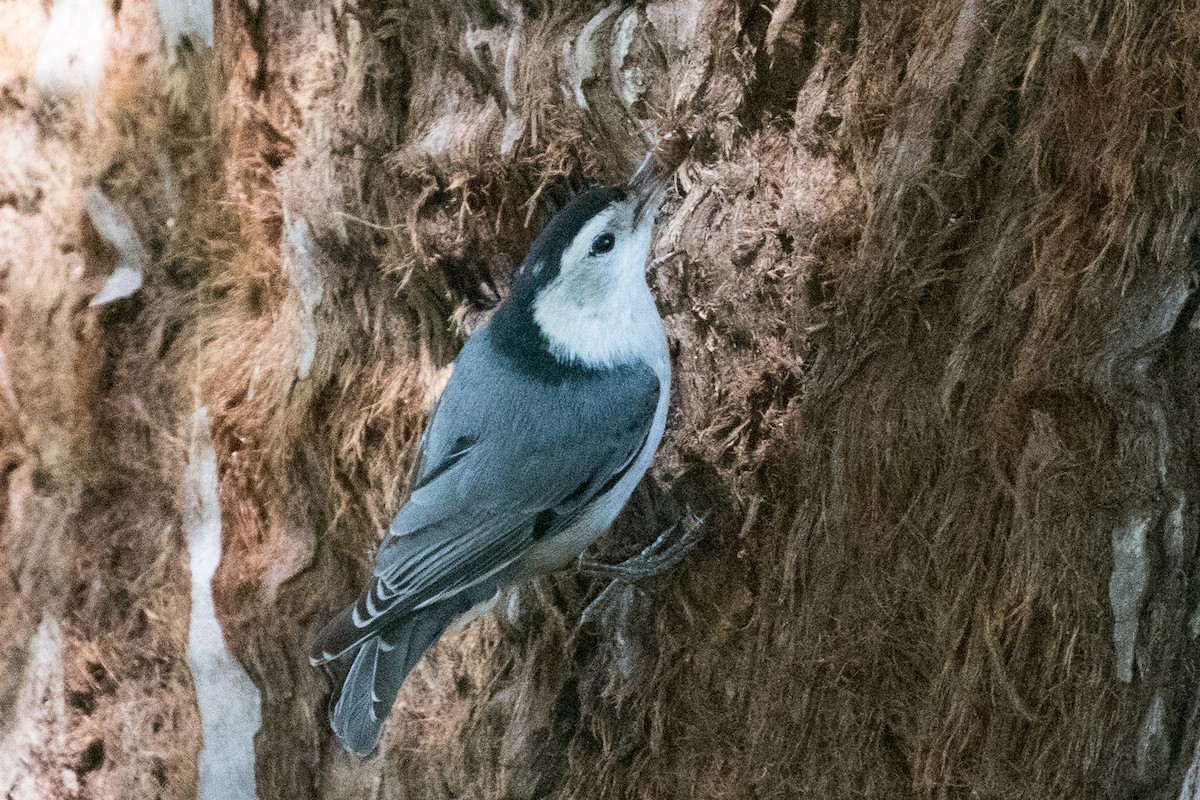 White-breasted Nuthatch - ML95402451