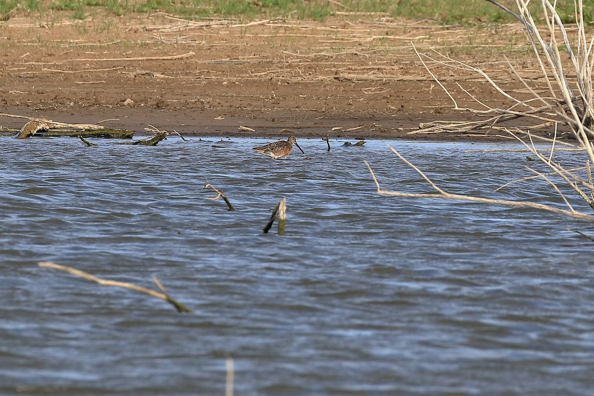 Long-billed Dowitcher - Lawrence Haller