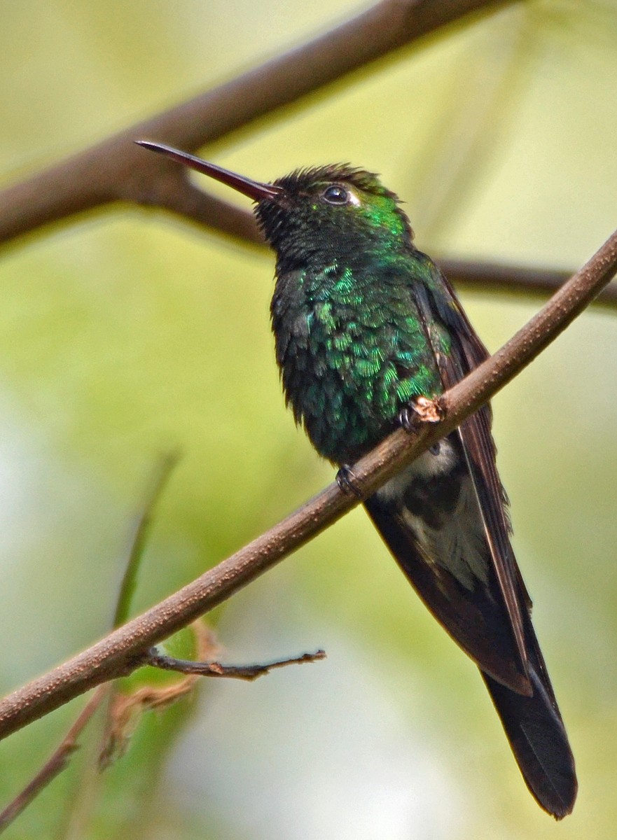 kolibřík kubánský - ML95406341