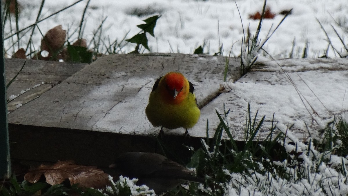 Western Tanager - ML95407301