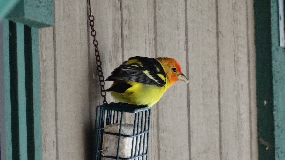 Western Tanager - ML95407311