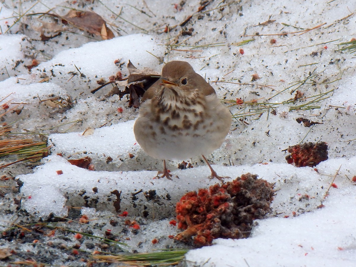 Hermit Thrush - ML95410021