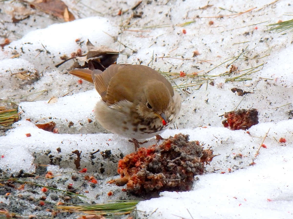 Hermit Thrush - ML95410251