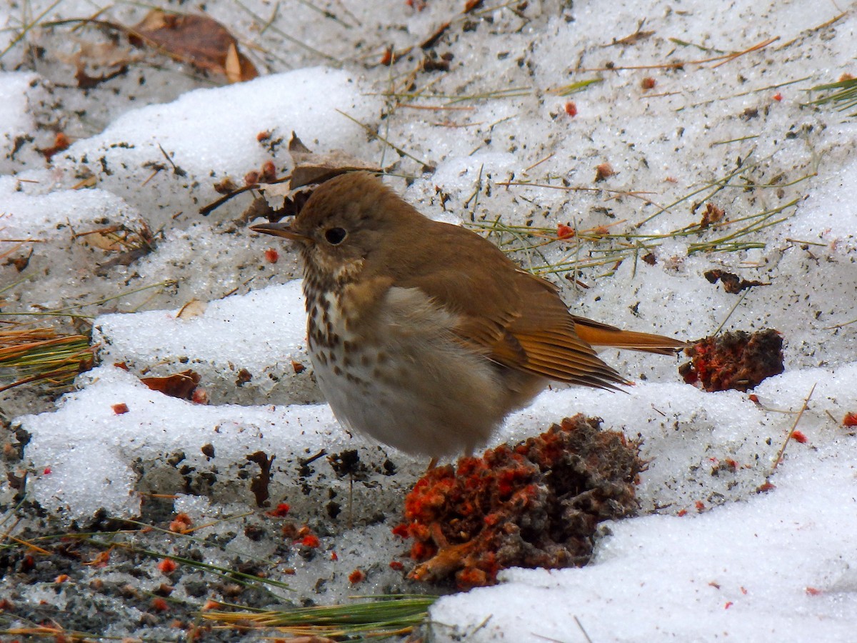 Hermit Thrush - ML95410451