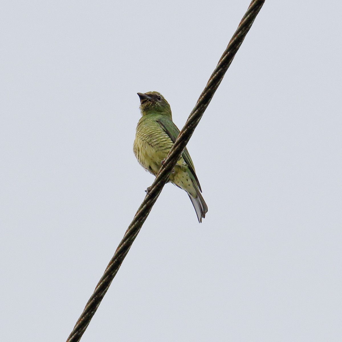 Swallow Tanager - Kamal Mahabir