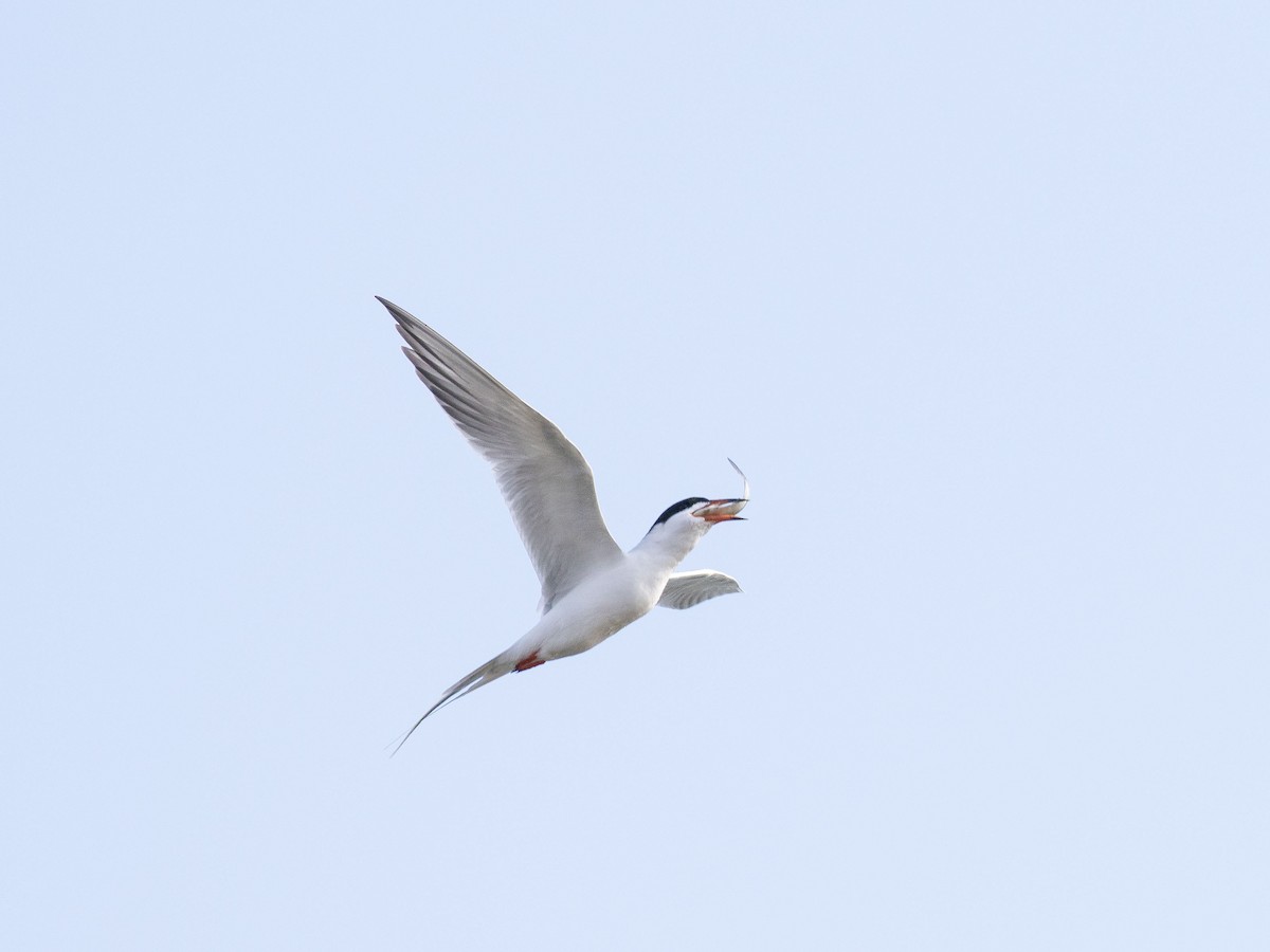 Forster's Tern - ML95412421