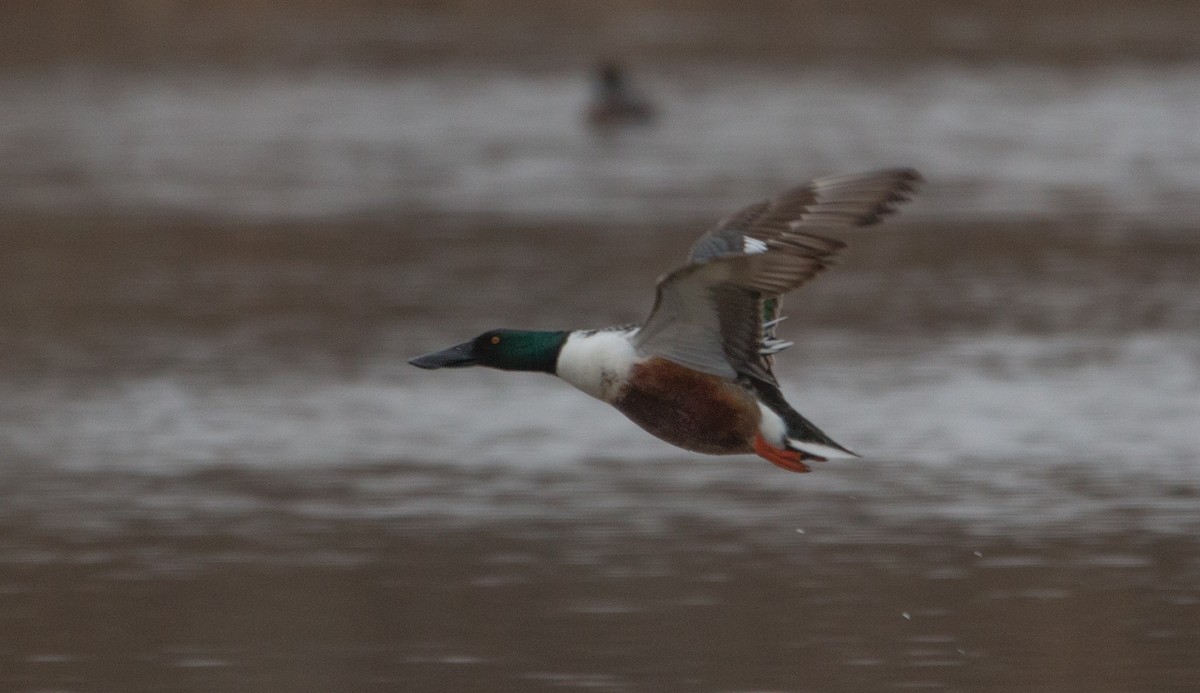 Northern Shoveler - ML95413591