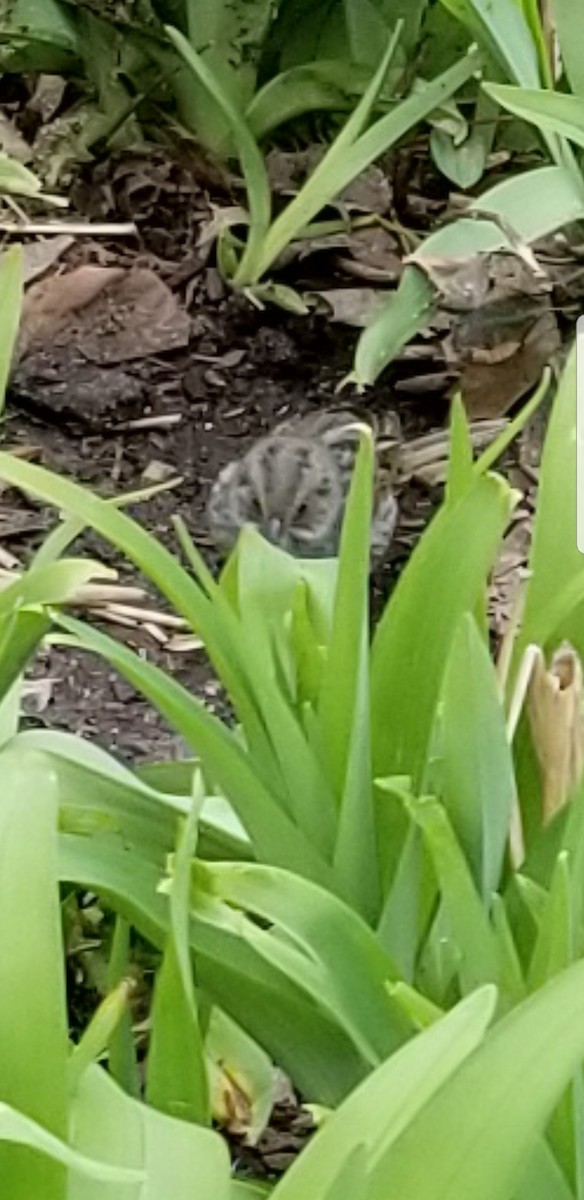 Seaside Sparrow - ML95414661