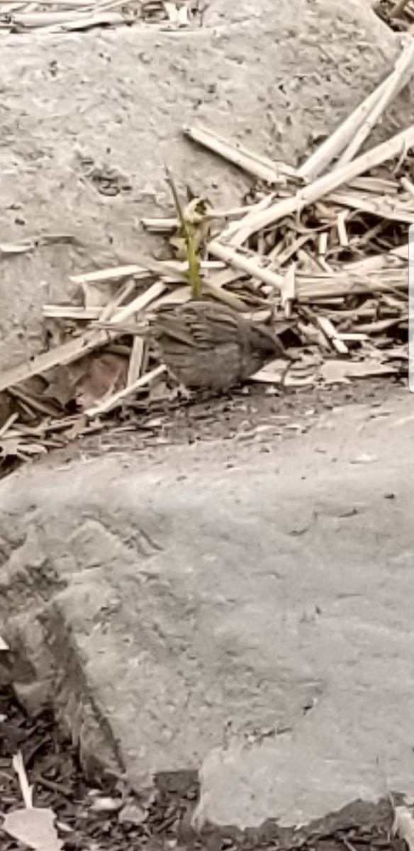 Seaside Sparrow - ML95414681