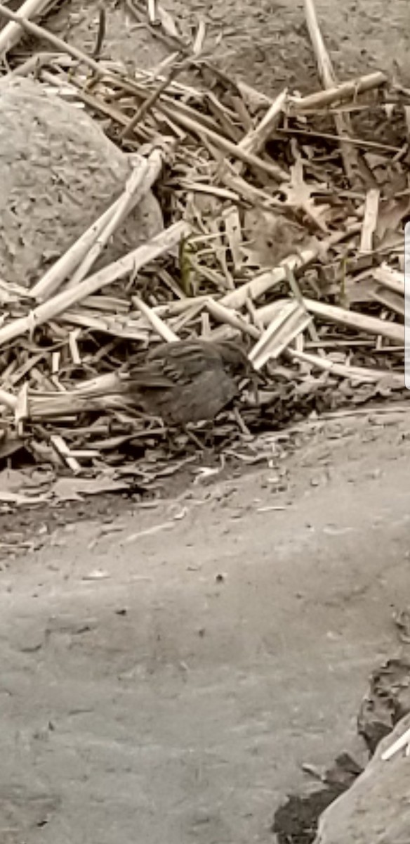 Seaside Sparrow - ML95414691
