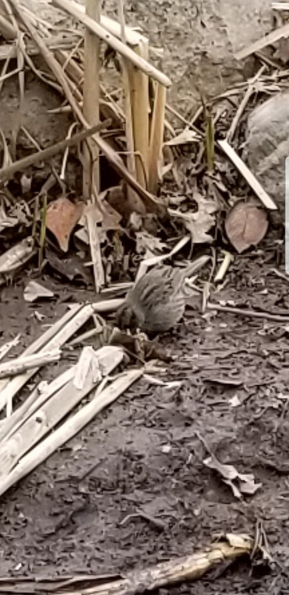 Seaside Sparrow - ML95414711
