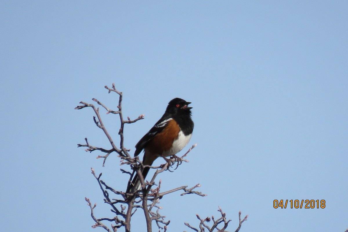 Spotted Towhee - ML95415131