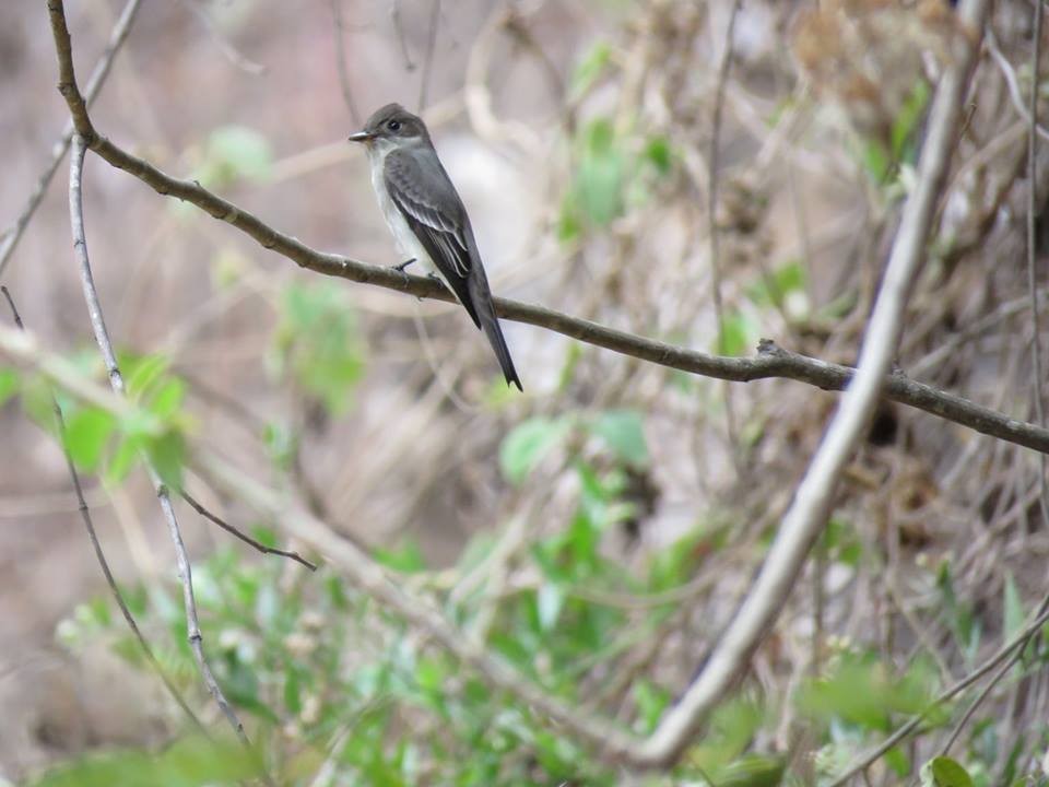 Western Wood-Pewee - ML95415151