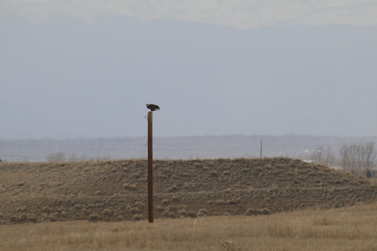 Bald Eagle - ML95415591