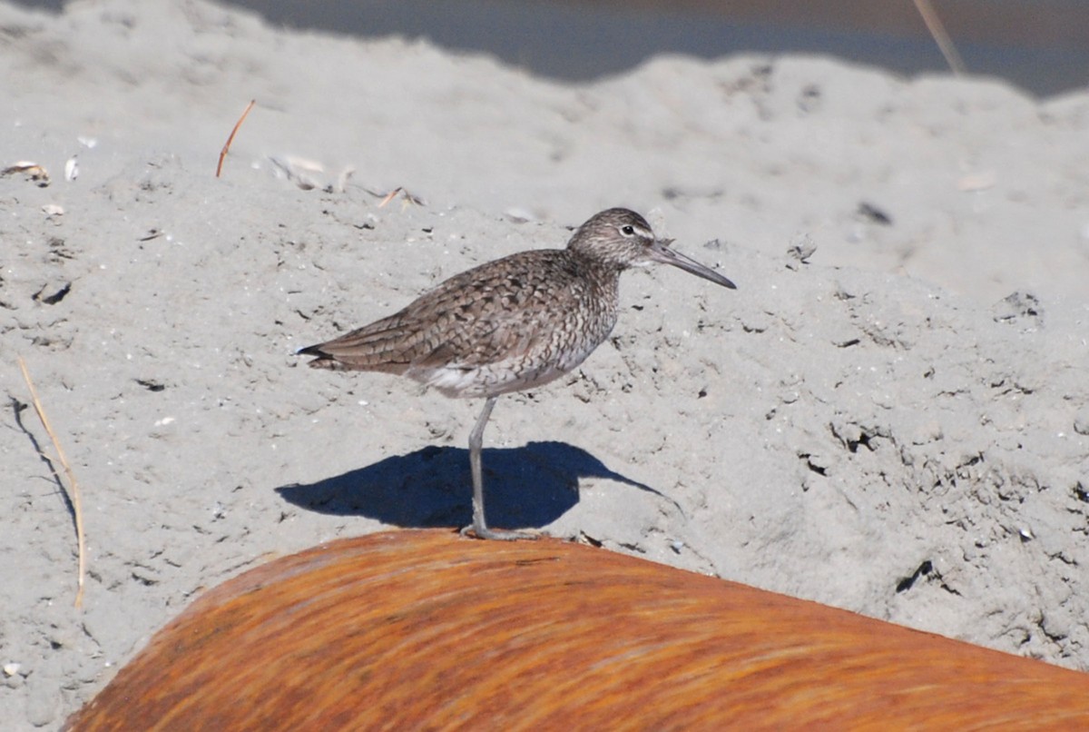 Willet (Eastern) - Robert Dobbs