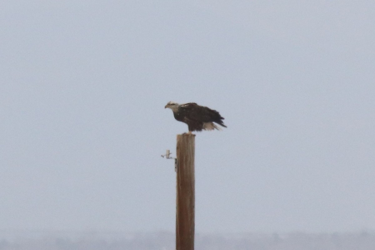 Bald Eagle - Doug Kibbe