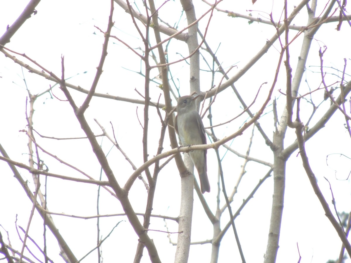 Western Wood-Pewee - ML95416051