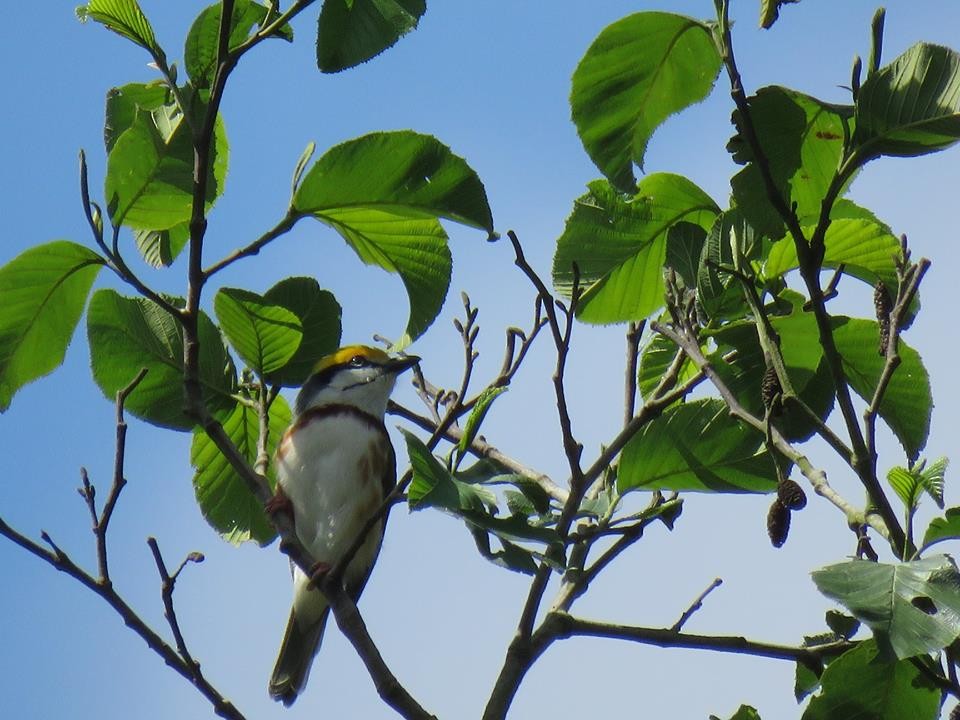 Vireón Pechicastaño - ML95416231