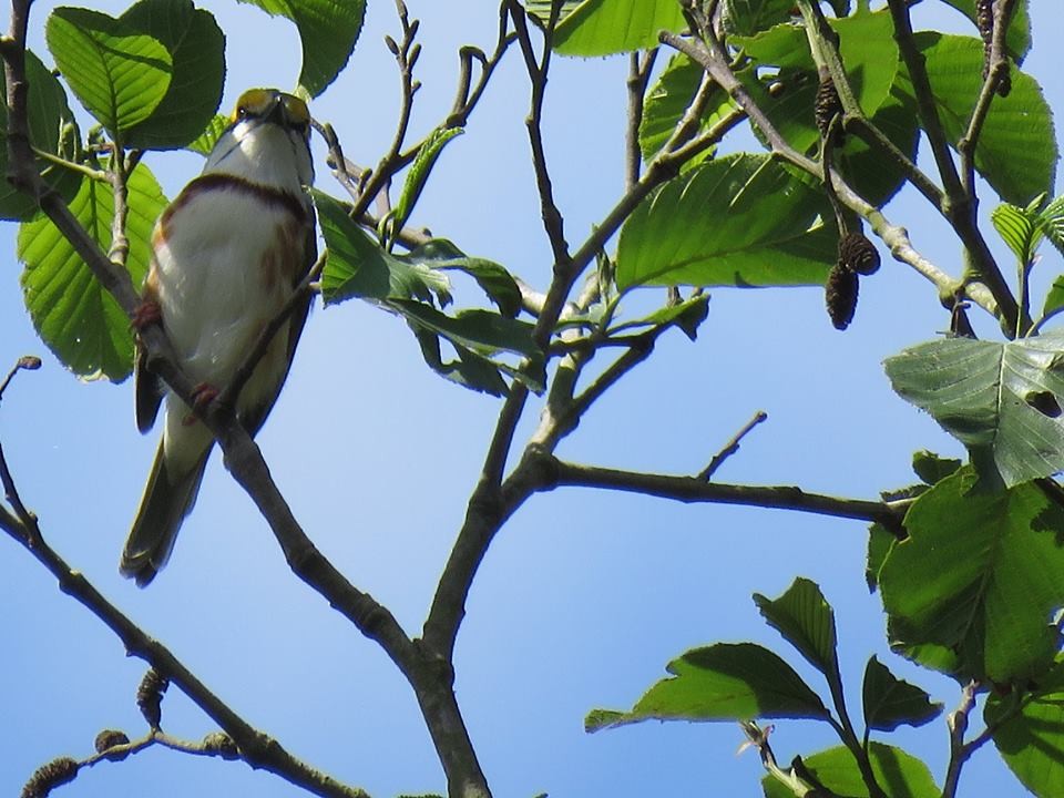 Chestnut-sided Shrike-Vireo - ML95416251