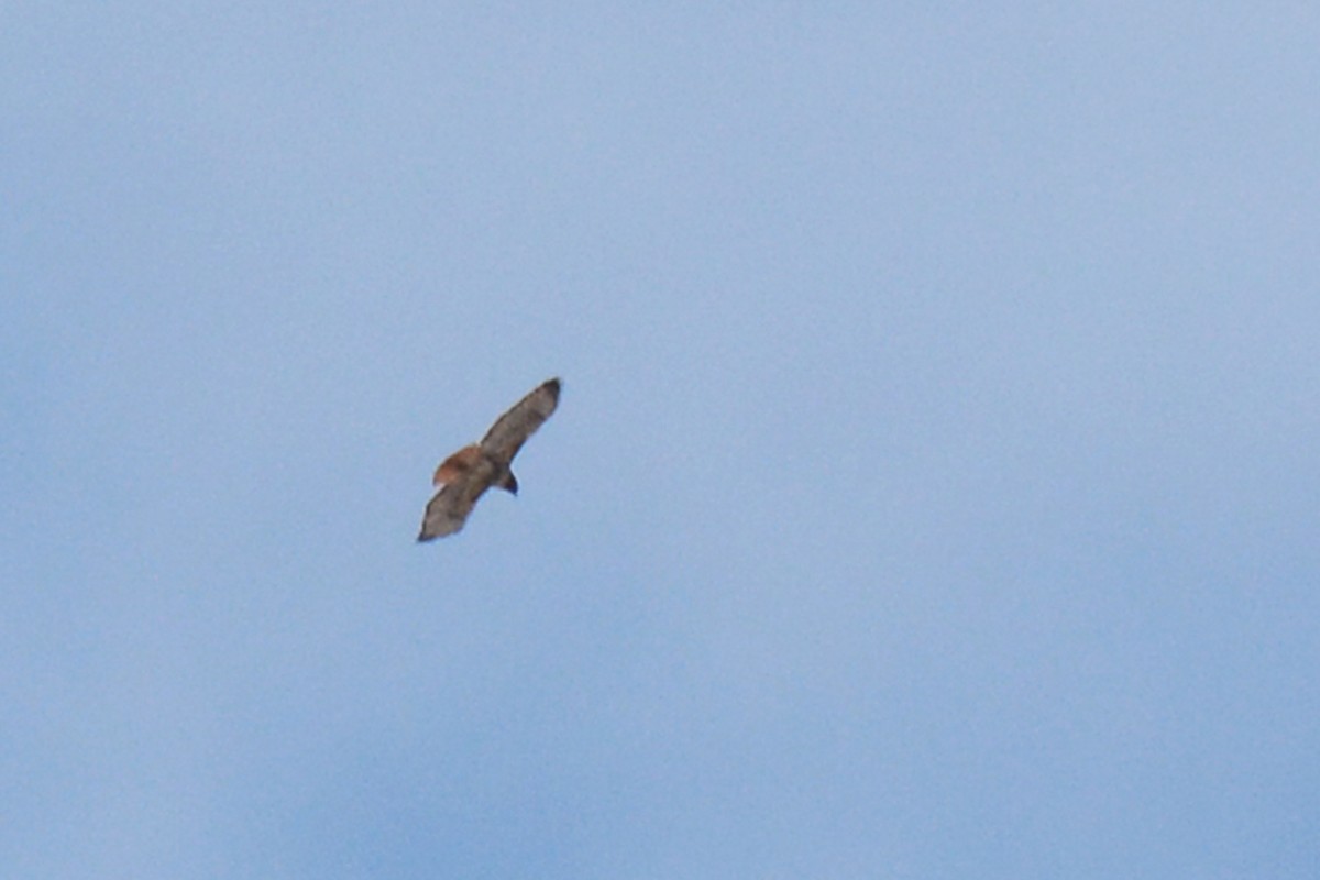Red-tailed Hawk - ML95417011