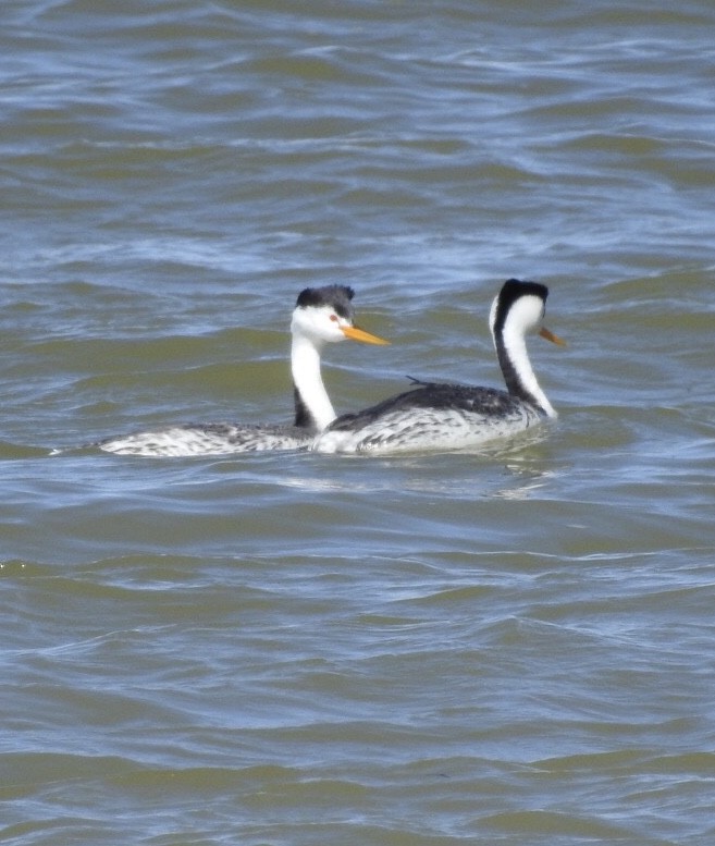 Clark's Grebe - ML95417461