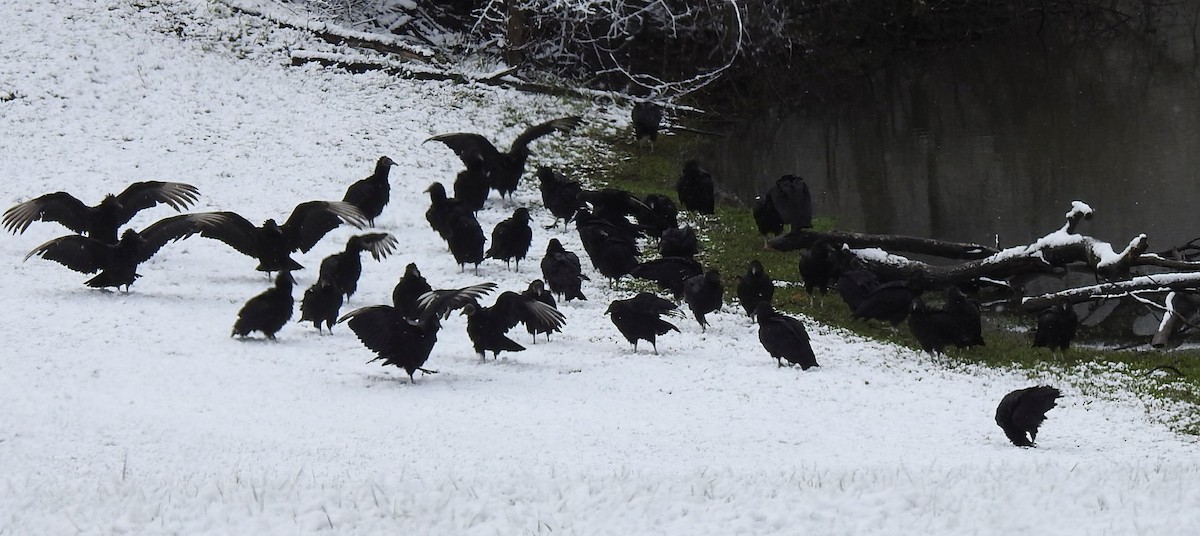 Black Vulture - Cynthia Norris