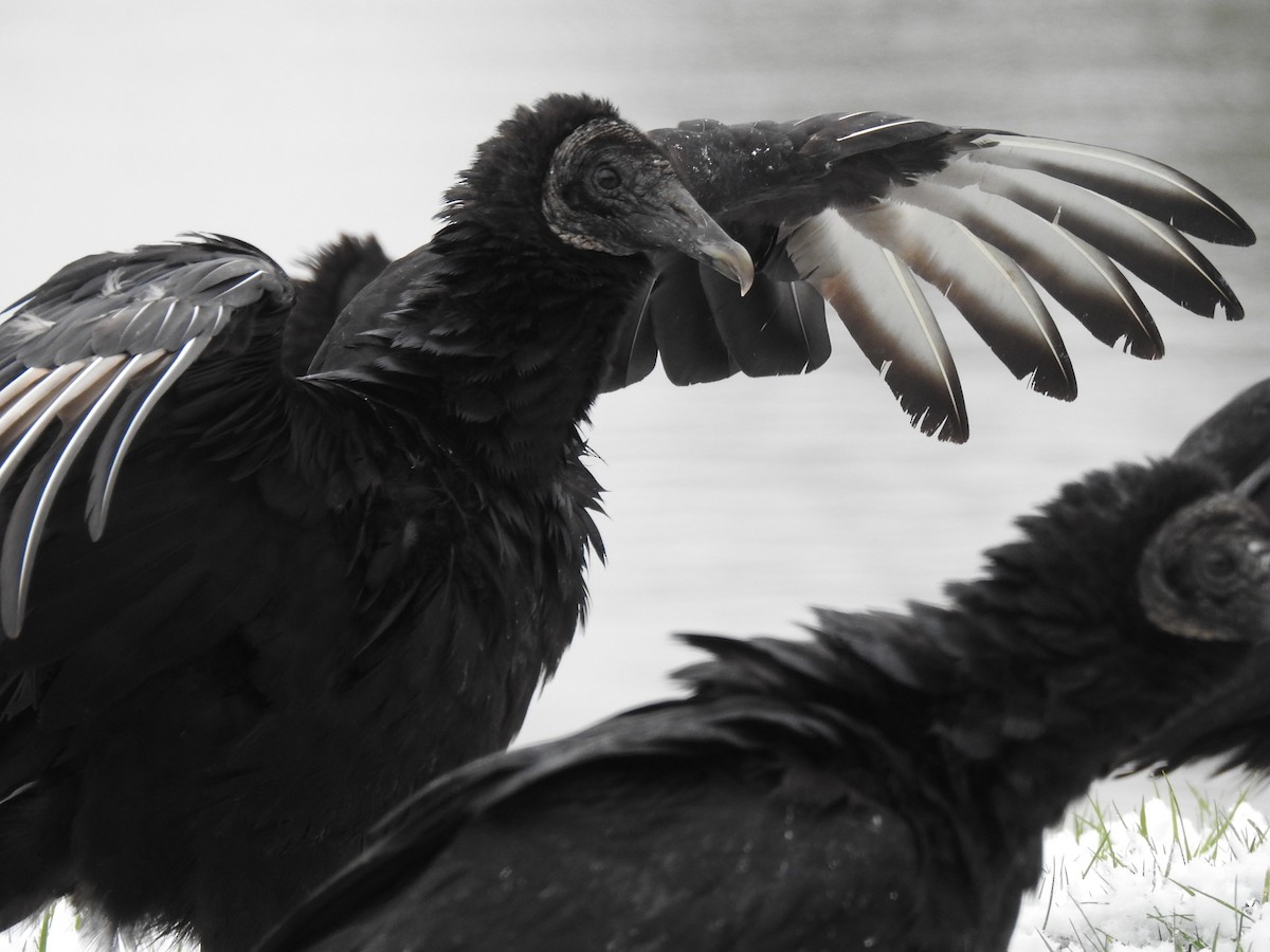 Black Vulture - Cynthia Norris