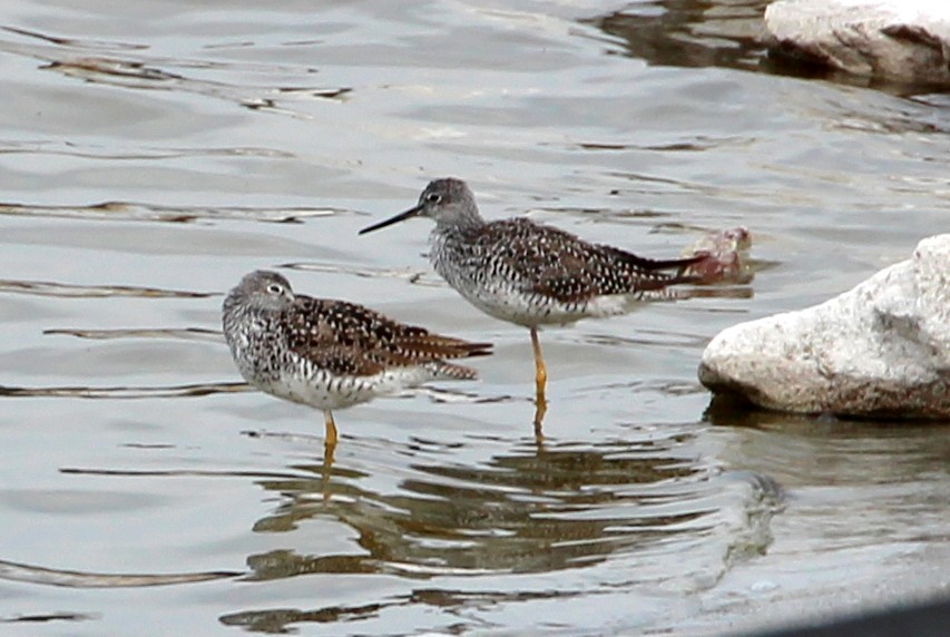 Greater Yellowlegs - sam hough