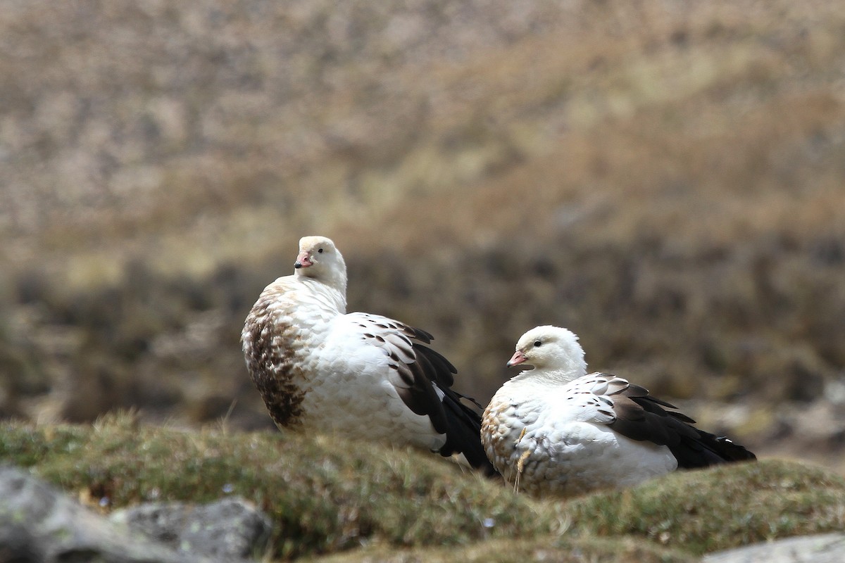 Andean Goose - ML95421991