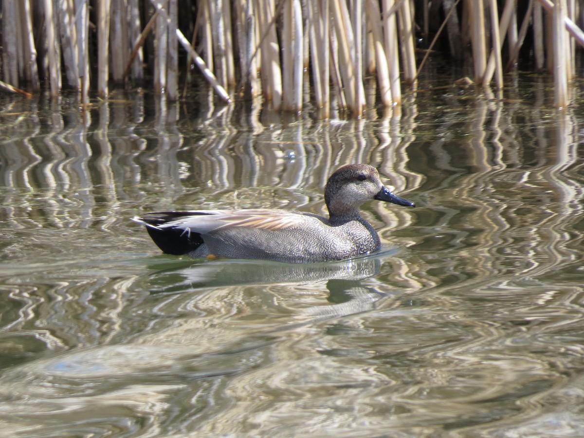 Gadwall - ML95424831