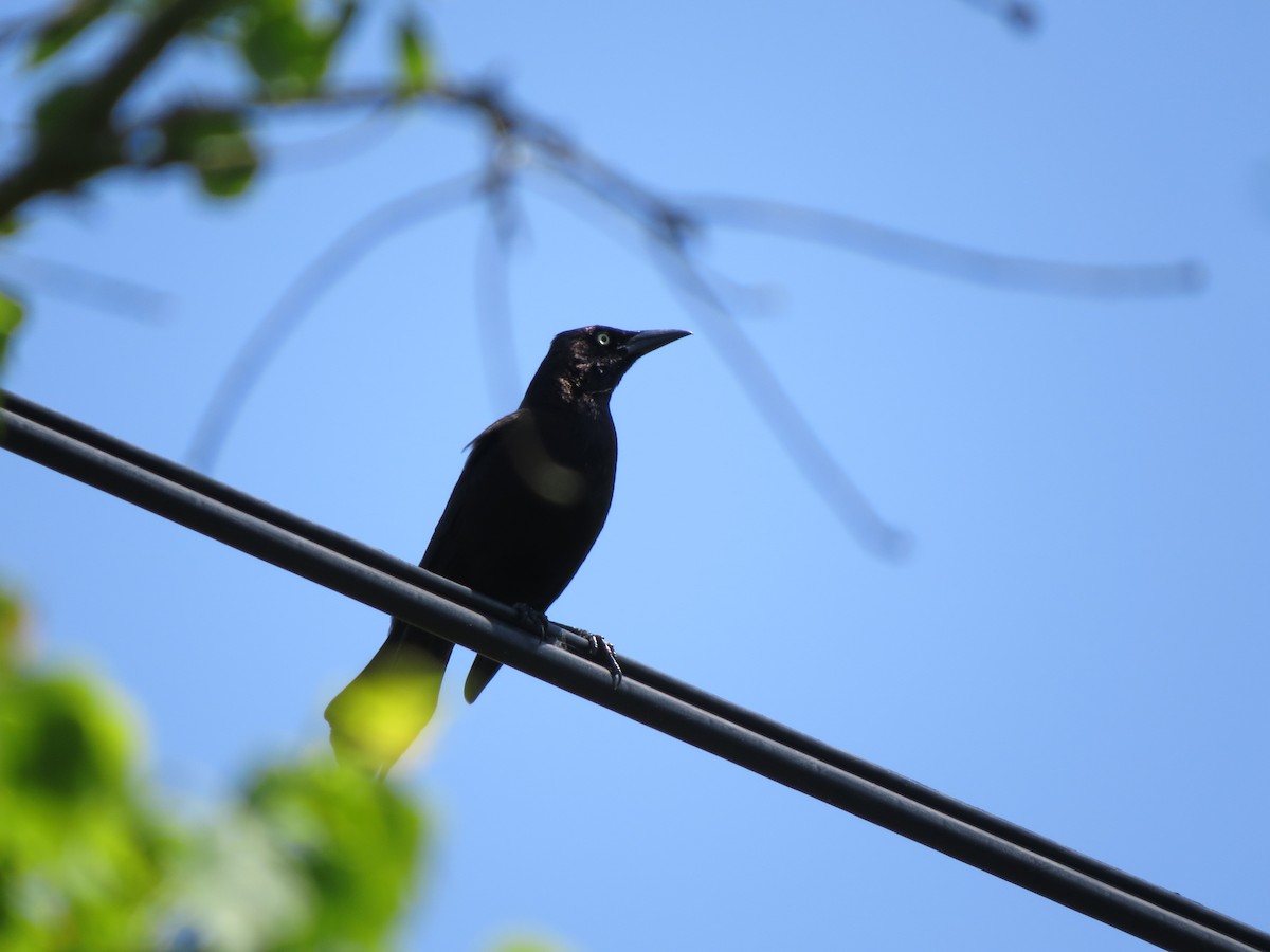 Boat-tailed Grackle - ML95425231