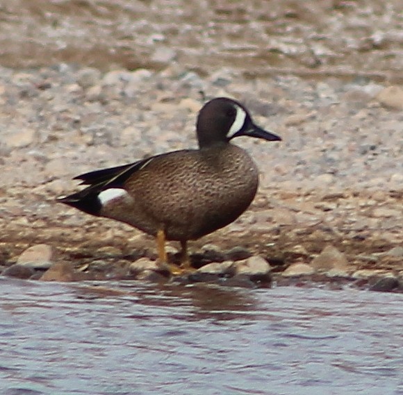 Sarcelle à ailes bleues - ML95425481