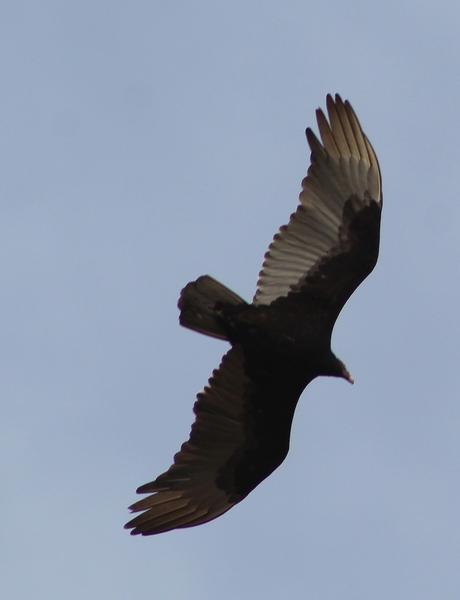 Turkey Vulture - ML95425721